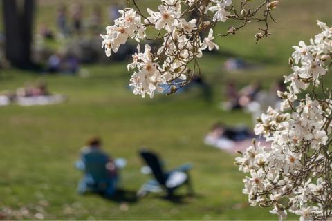 Spring flowers on UNH campus